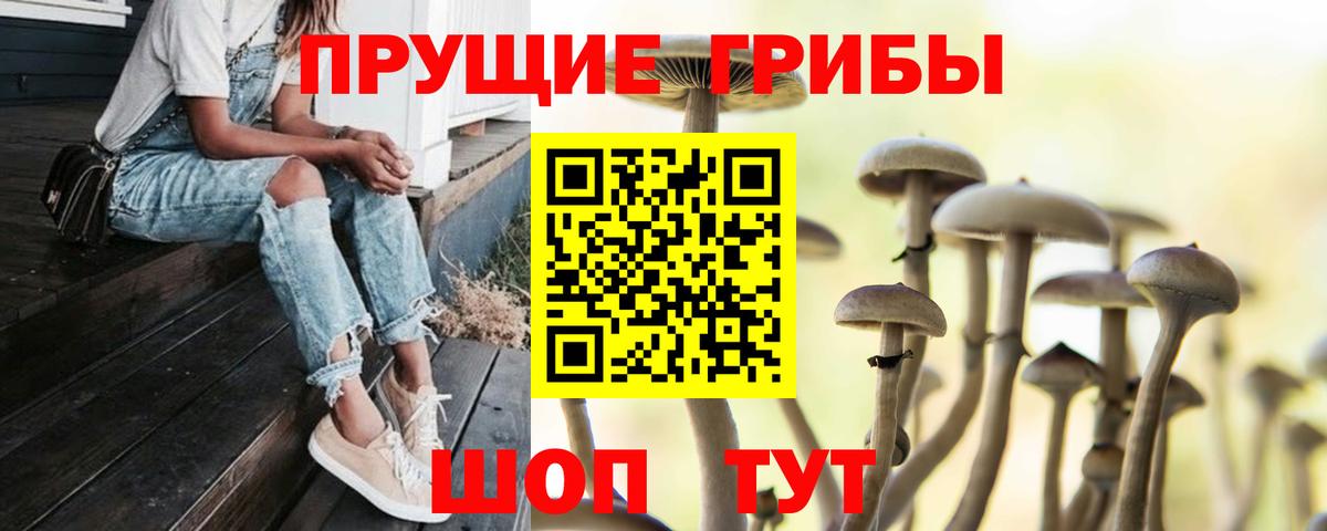Псилоцибиновые грибы Cubensis Камышин